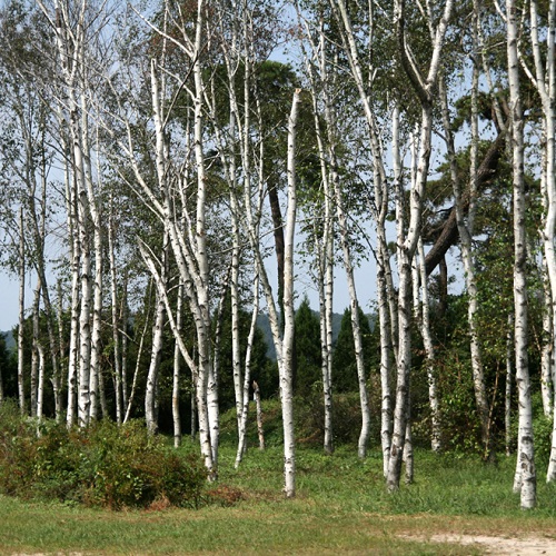 자작나무숲